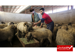 آخرین قیمت دام سنگین اعلام شد