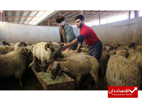 آخرین قیمت دام سنگین اعلام شد
