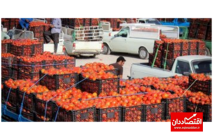 عوارض صادراتی گوجه فرنگی کاهش یافت