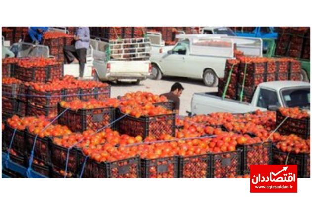 عوارض صادراتی گوجه فرنگی کاهش یافت