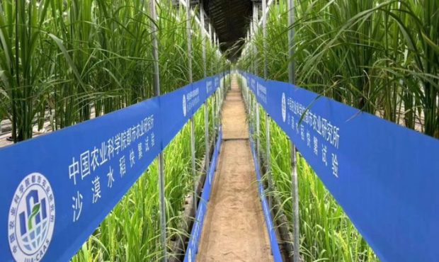 تولید برنج پرورش سریع توسط دانشمندان چینی در گلخانه‌های بیابانی شین جیانگ